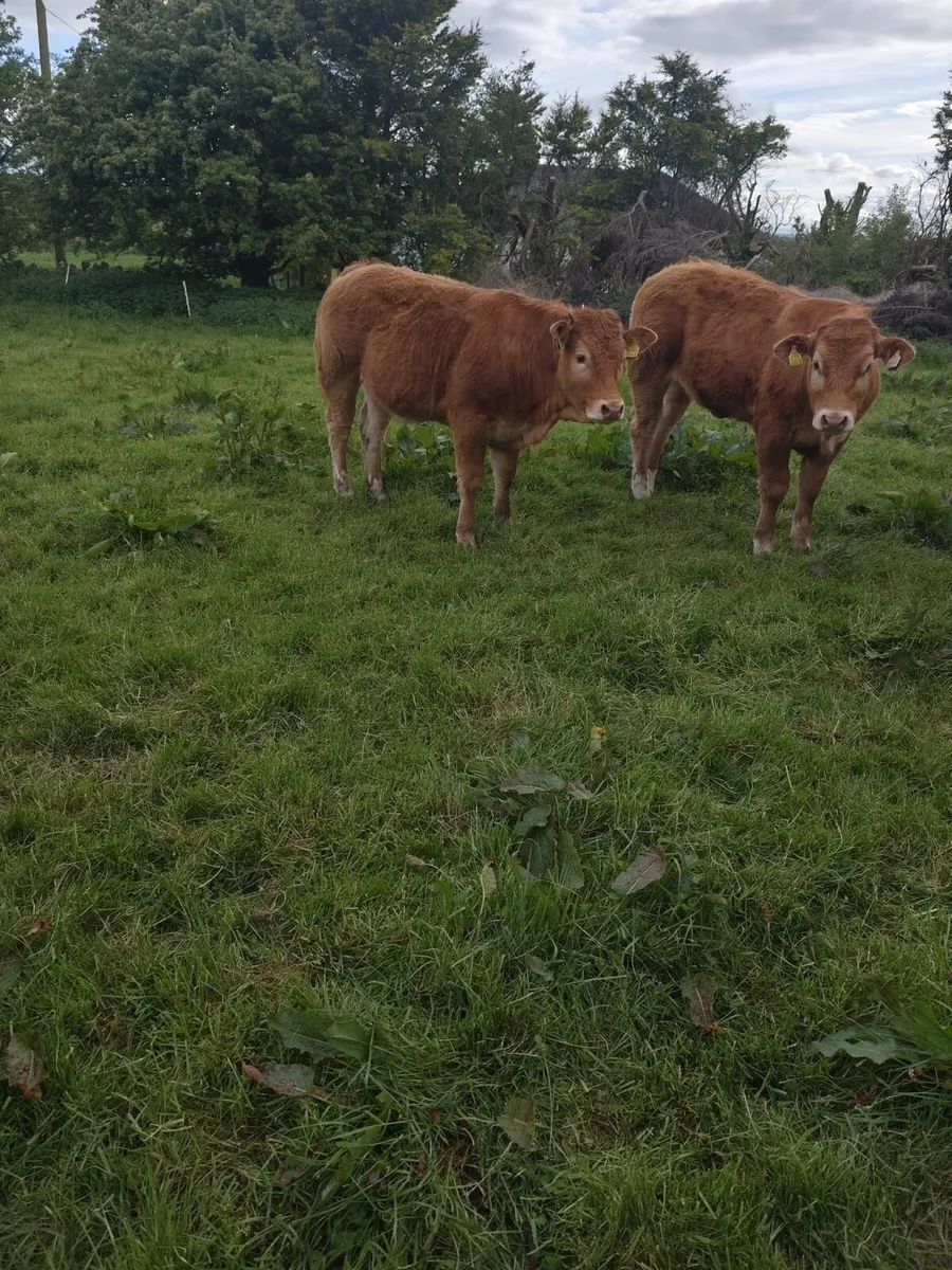 Limousin - Image 2