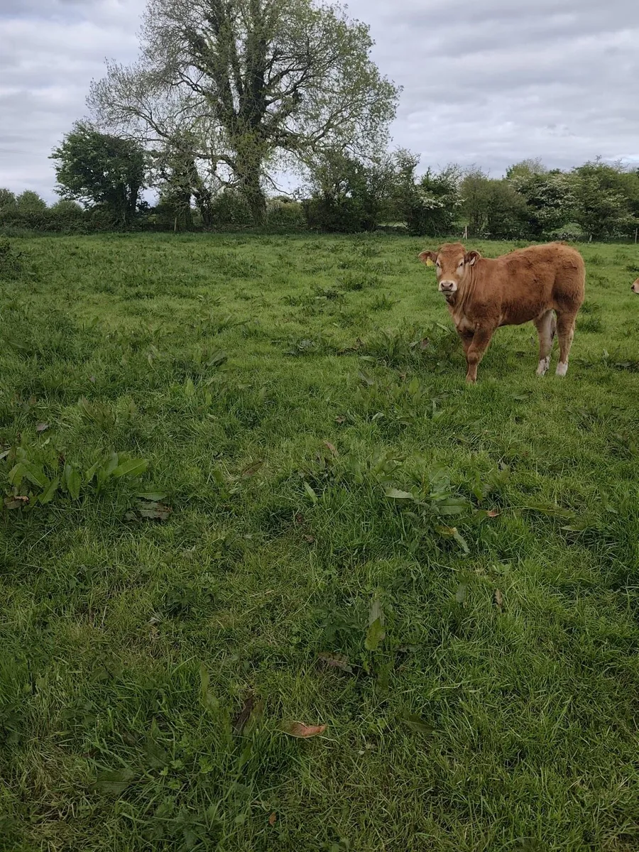 Limousin - Image 1