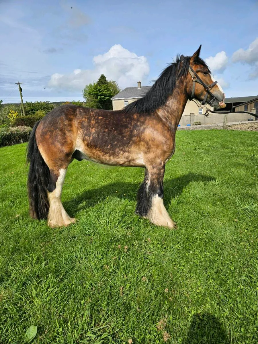 **Smashing Riding Cobs** - Image 2