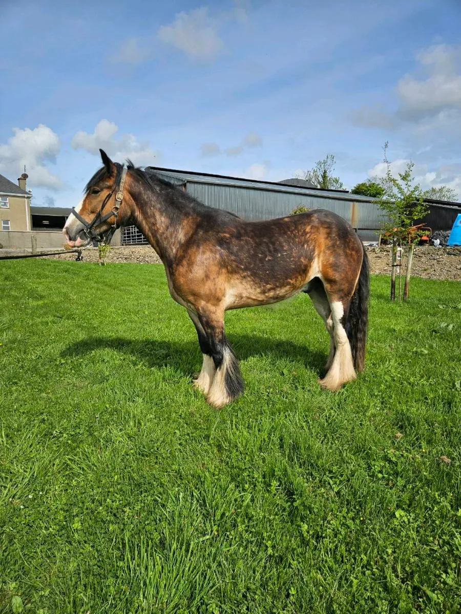 **Smashing Riding Cobs** - Image 1