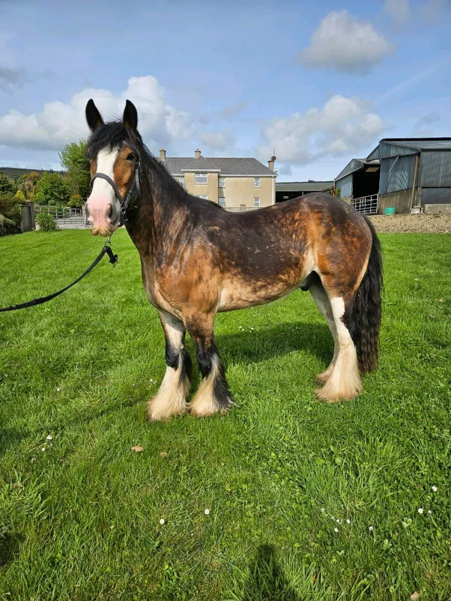 **Smashing Riding Cobs** - Image 3