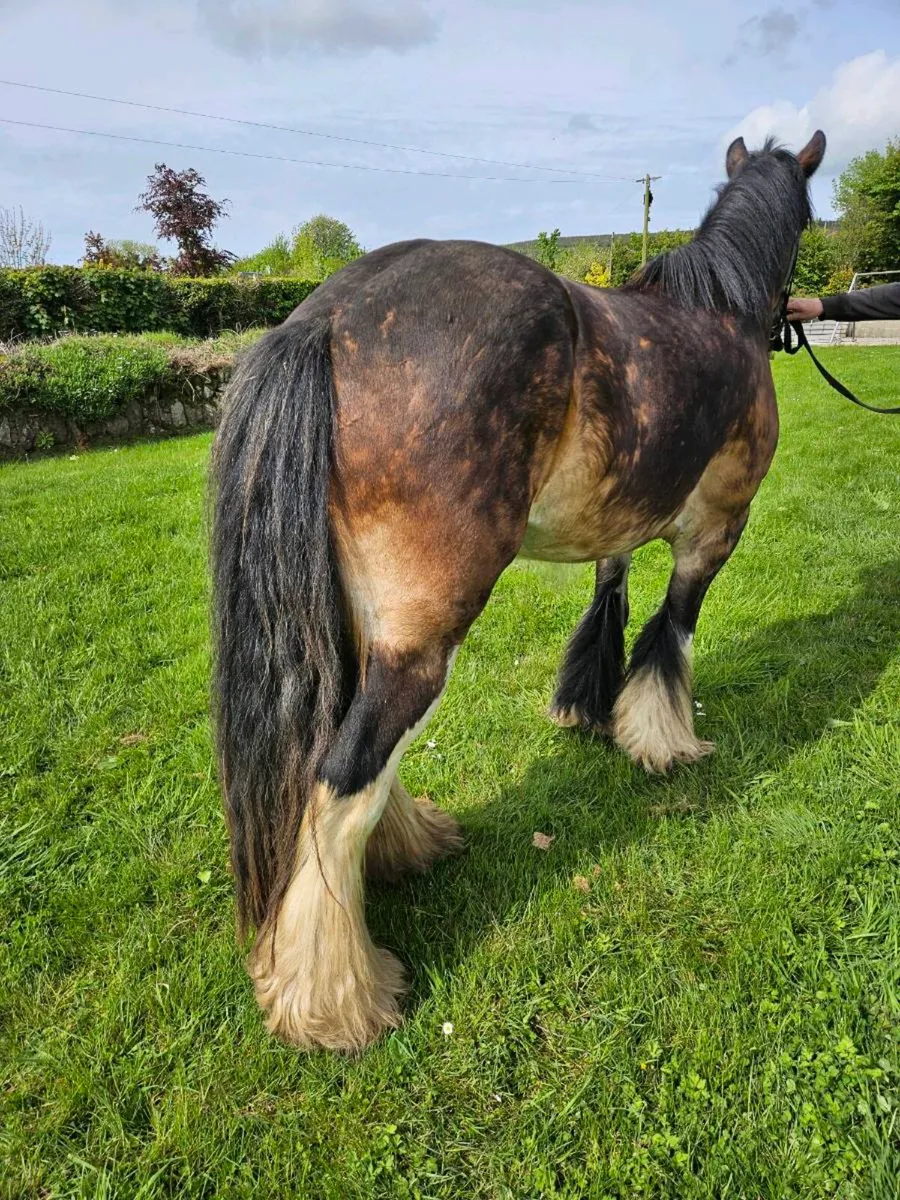 **Smashing Riding Cobs** - Image 4