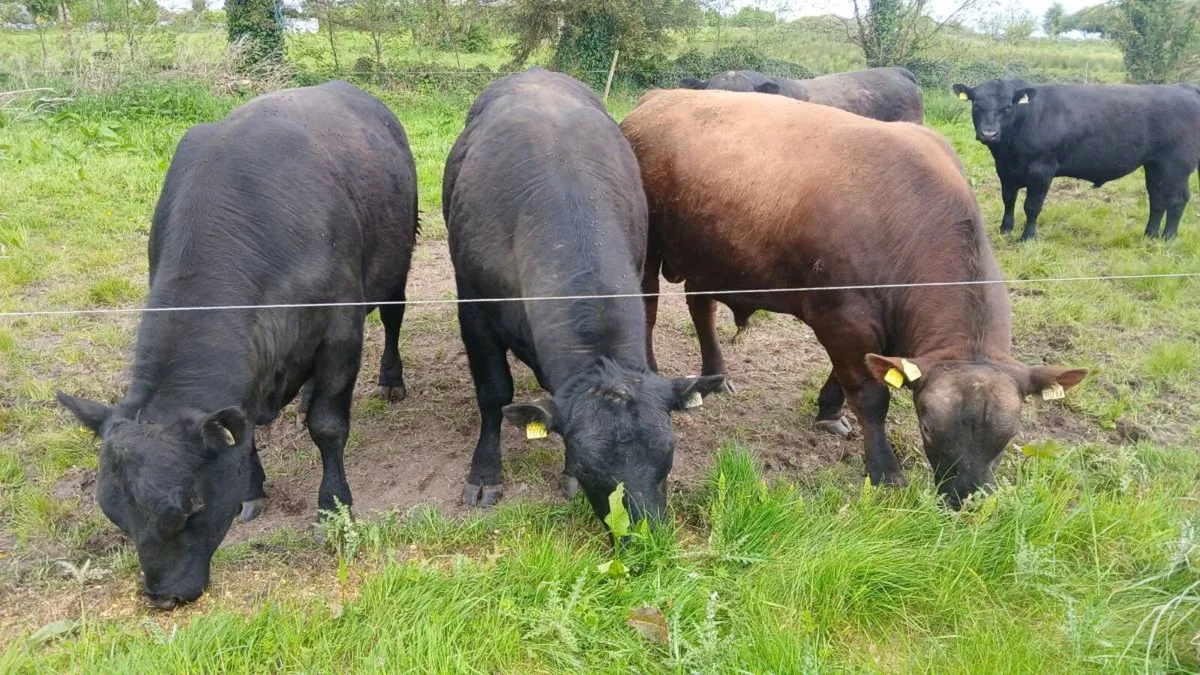 Angus bull - Image 1