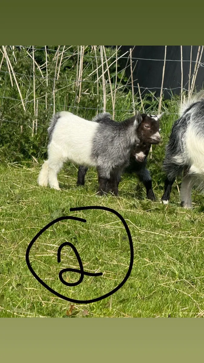 Pygmy Kids - Image 2