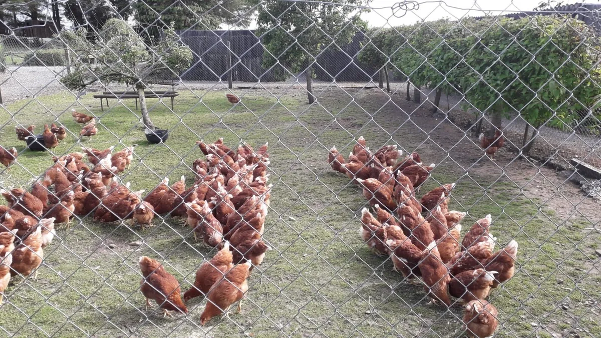 Point of lay pullets - Image 2
