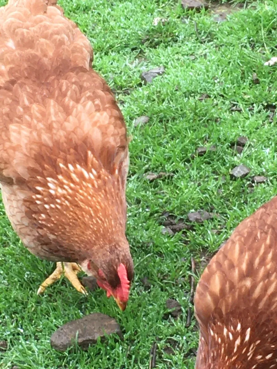 Point of lay pullets - Image 3