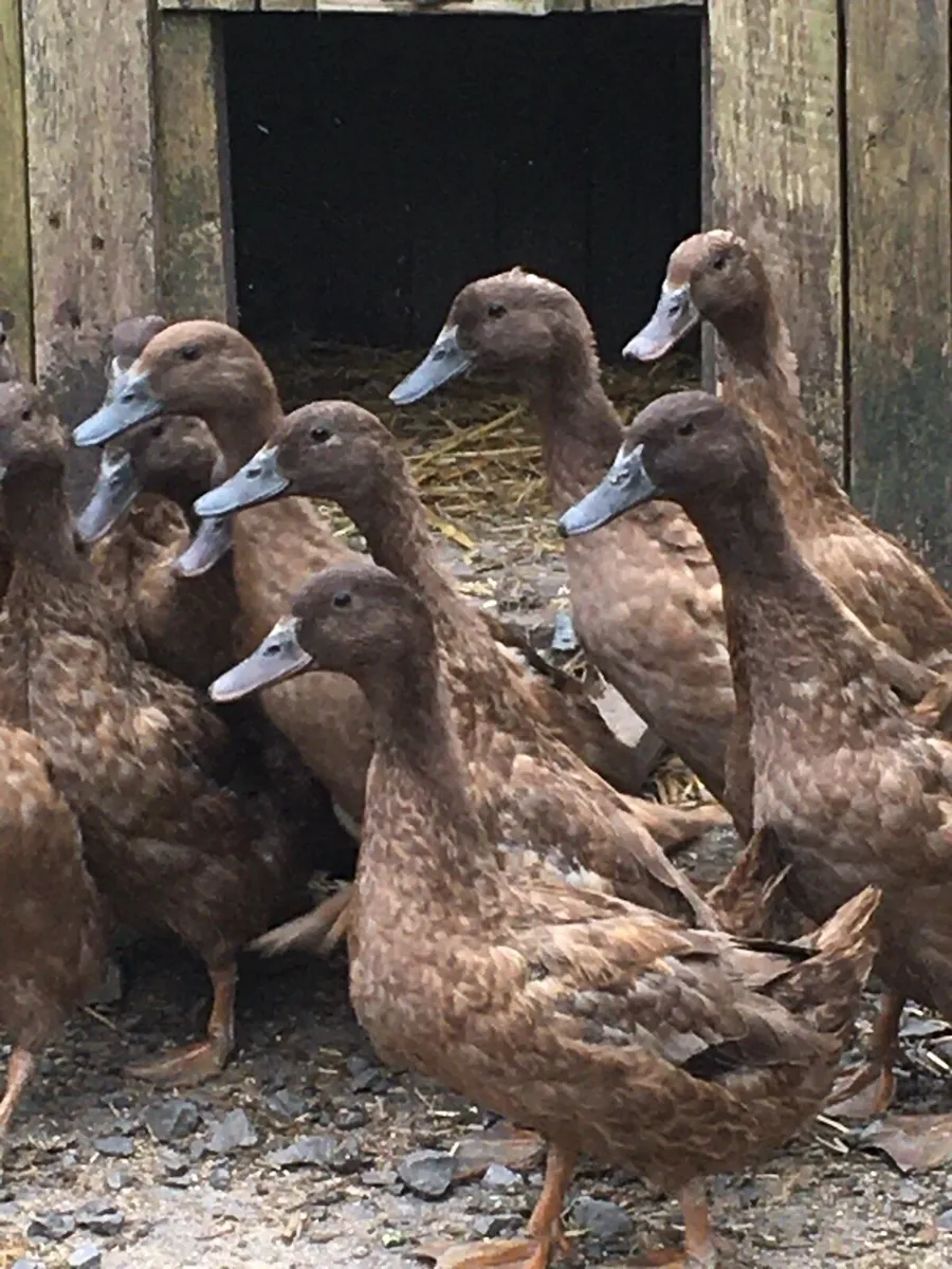 Point of lay pullets - Image 4
