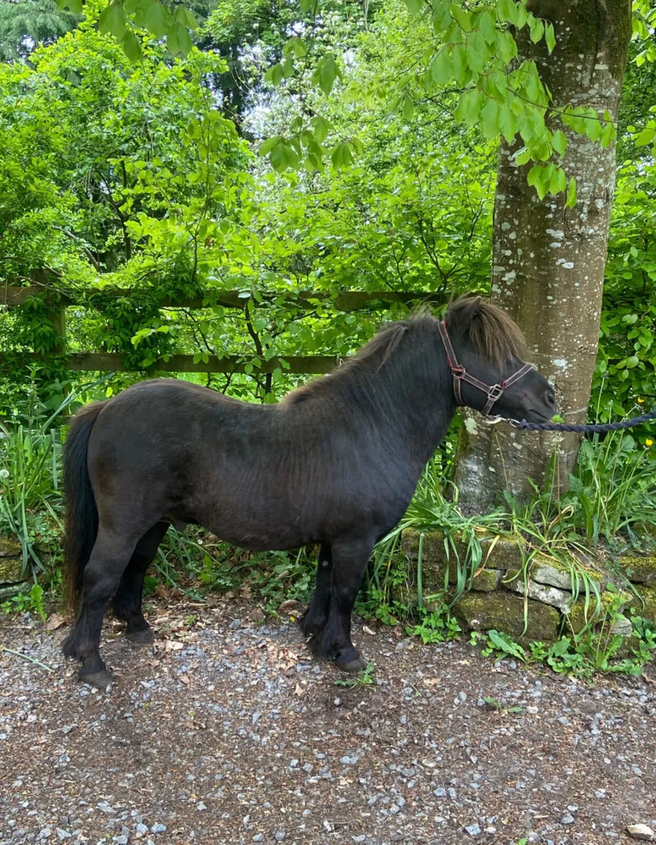 Five year old Shetland pony stallion - Image 2
