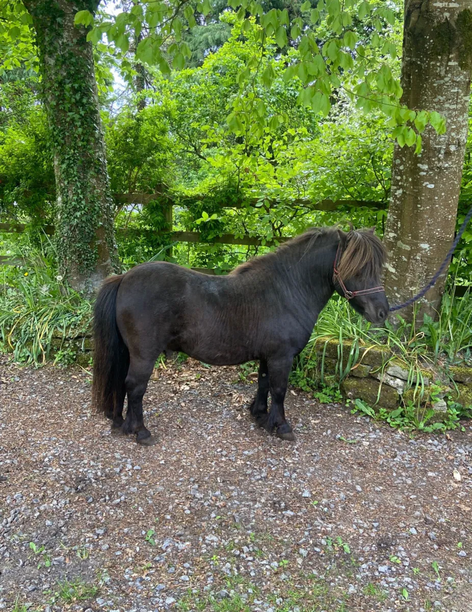 Five year old Shetland pony stallion - Image 1