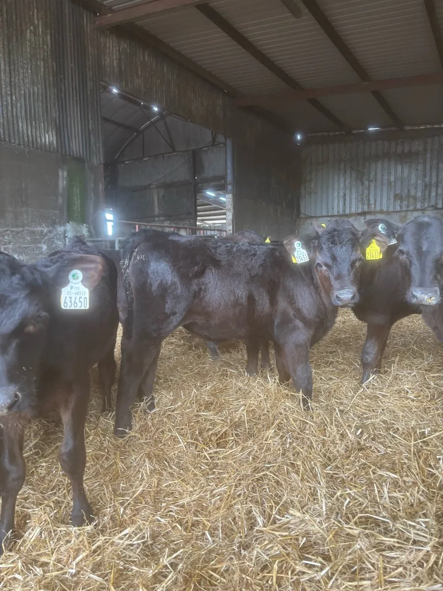 Reared calves for sale - Image 1