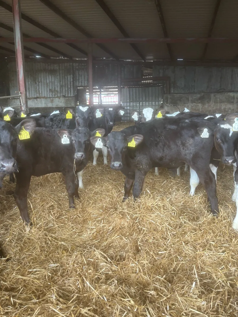 Reared calves for sale - Image 2