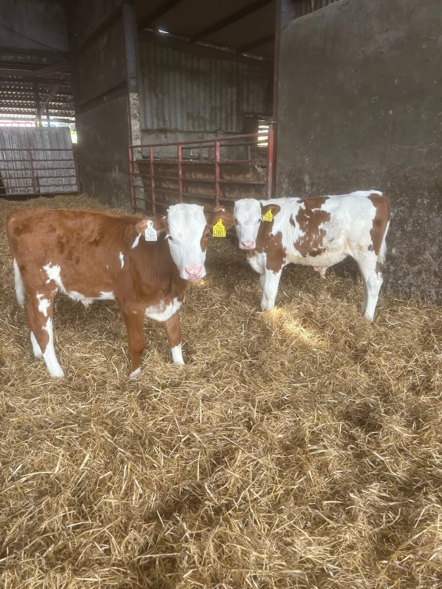 Reared calves for sale - Image 3