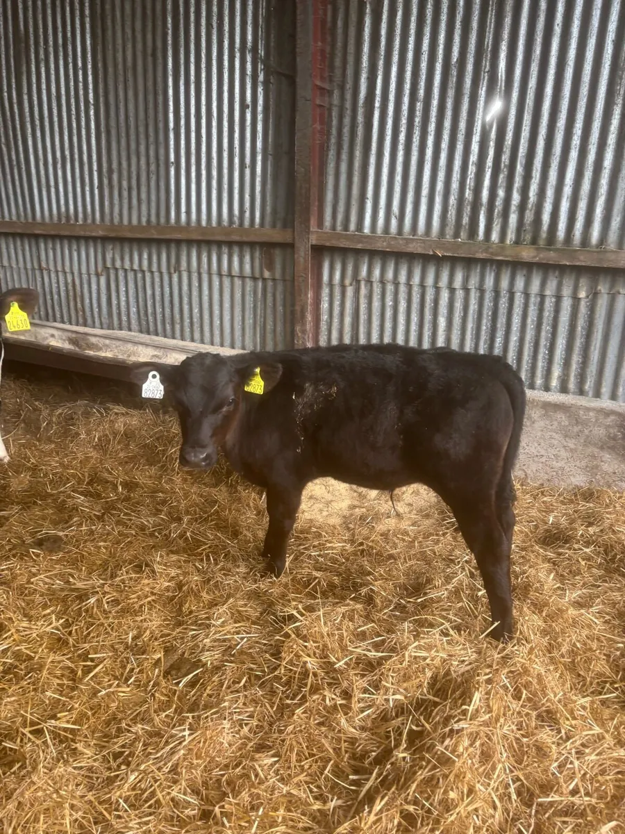 Reared calves for sale - Image 4