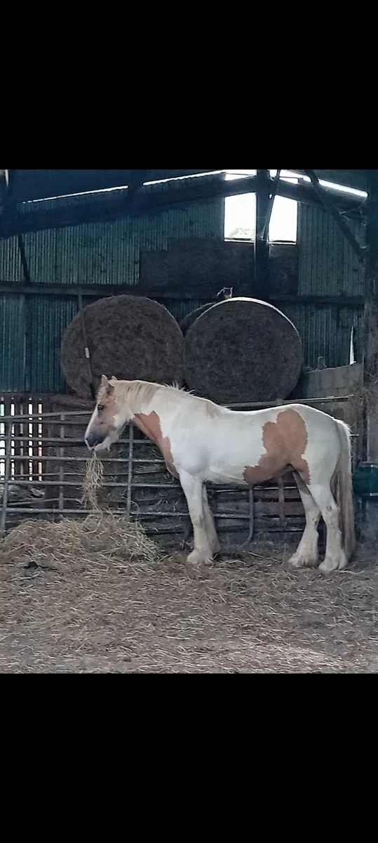 Flashy cob for sale - Image 1