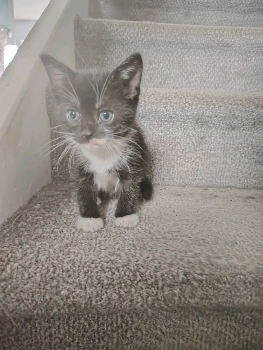 Kittens - Image 1
