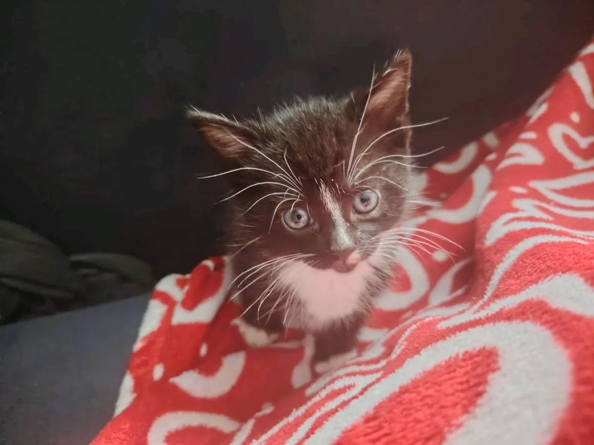 Kittens - Image 2