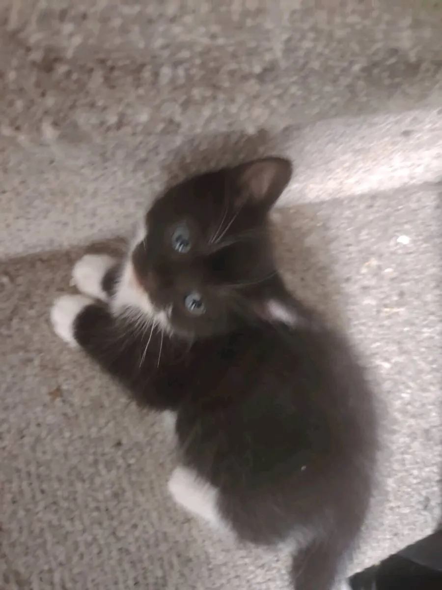 Kittens - Image 3