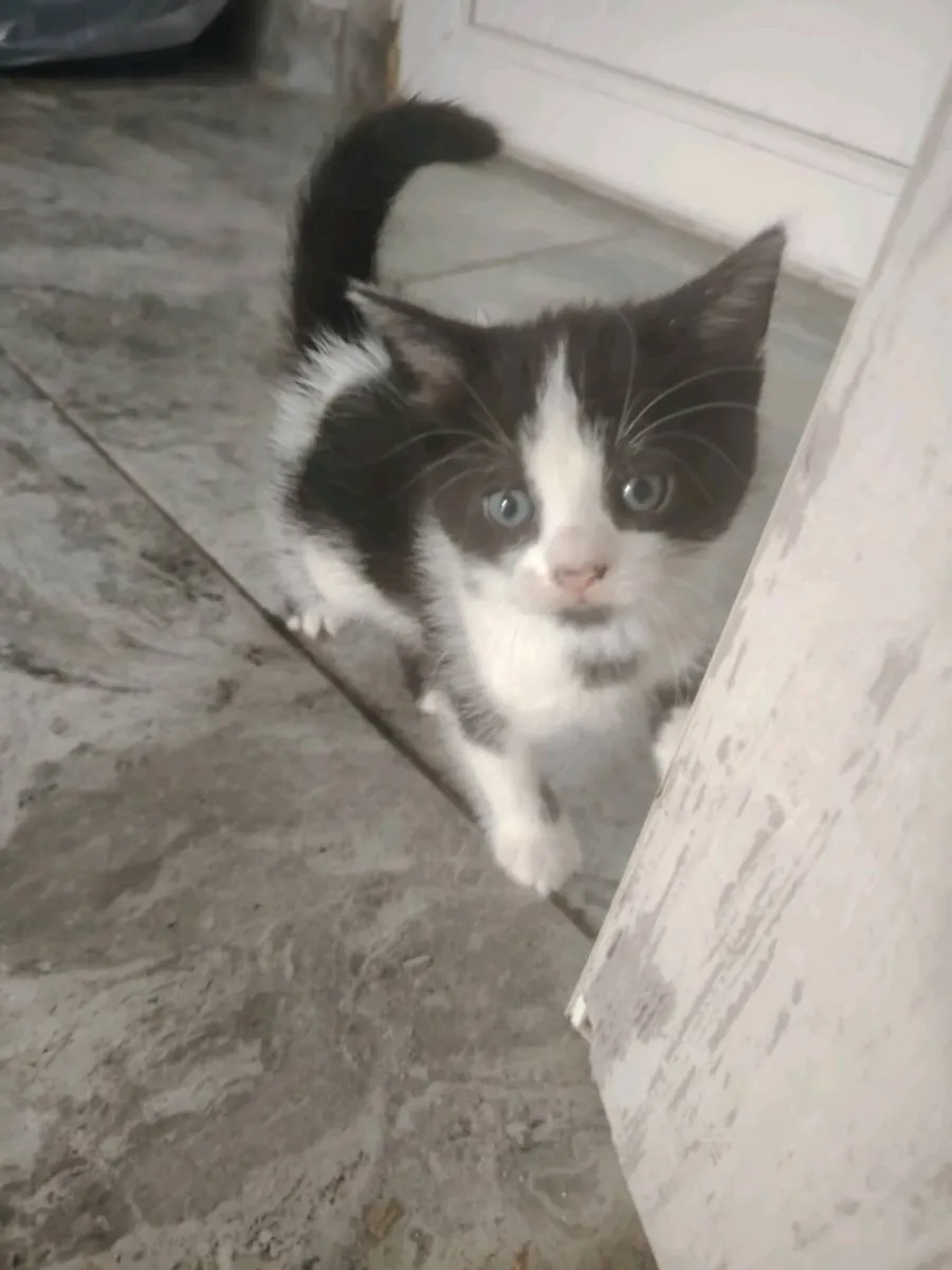 Kittens - Image 4