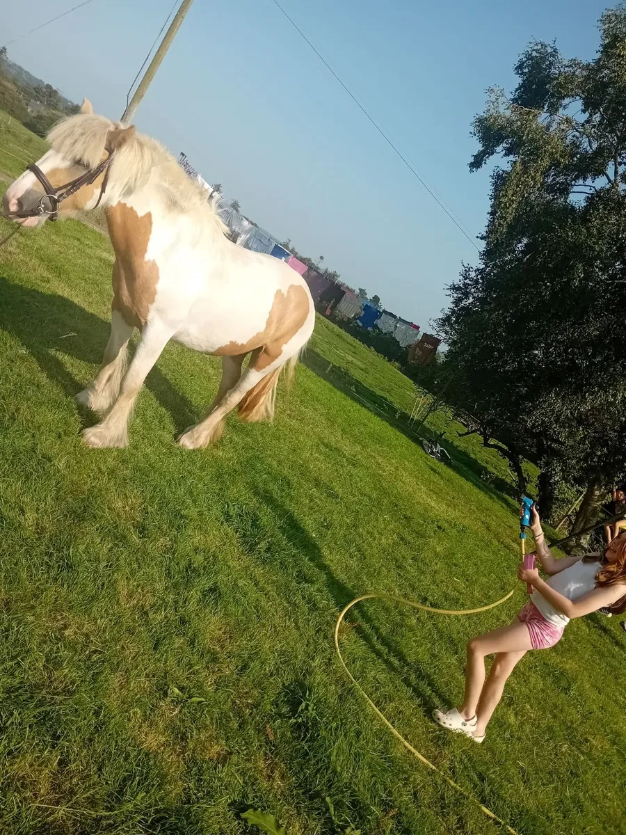 Flashy cob for sale - Image 3