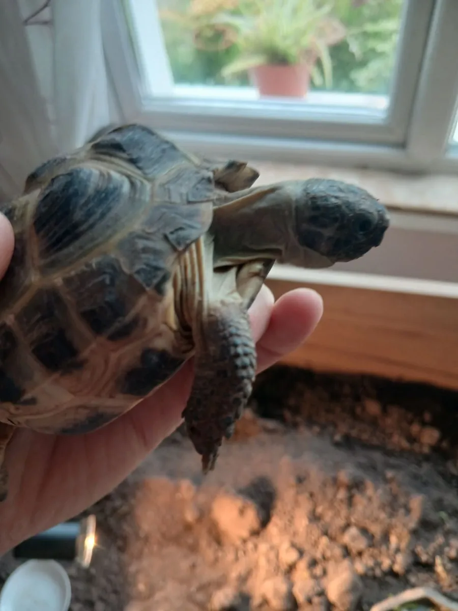 Russian/Horsefield Tortise and Table - Image 1
