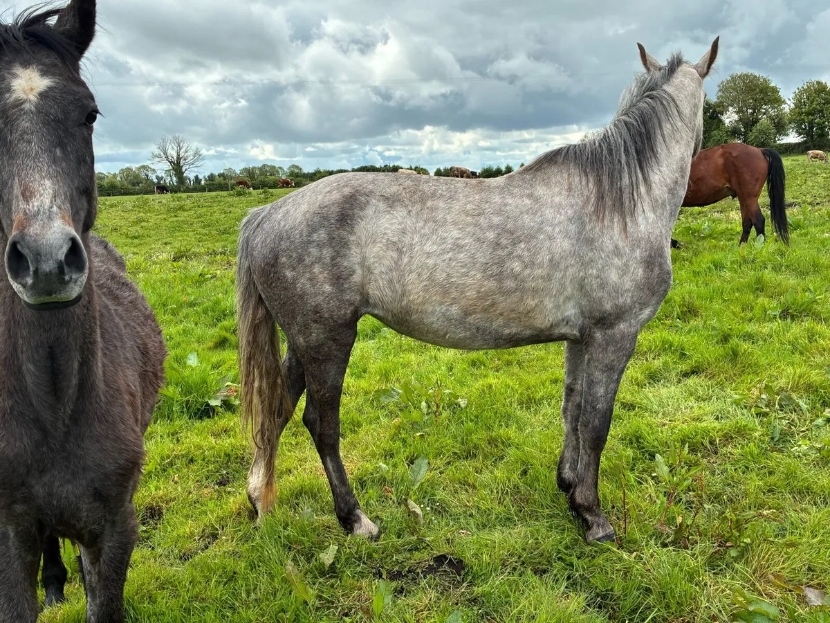 Irish Draught - Image 2