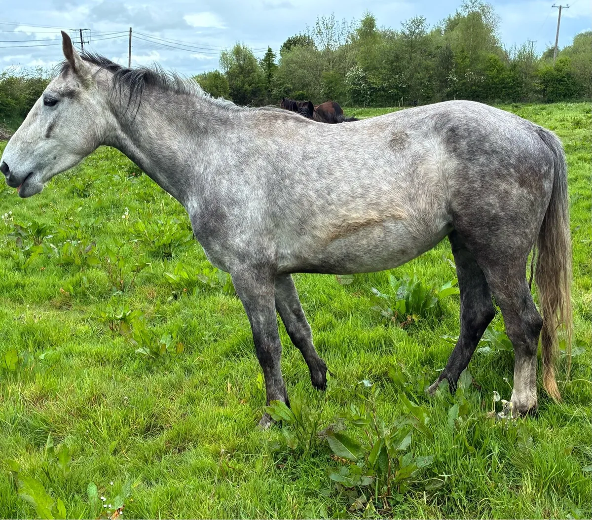 Irish Draught - Image 1