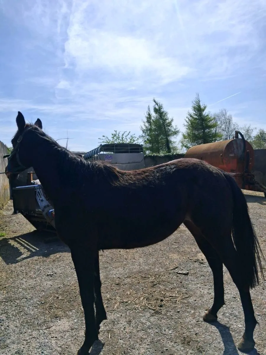 Horse