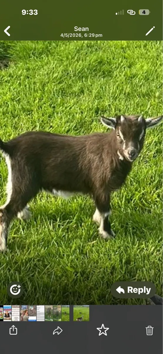 Pygmy goat kid