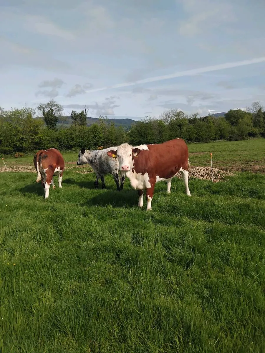 Super breeding heifers - Image 1