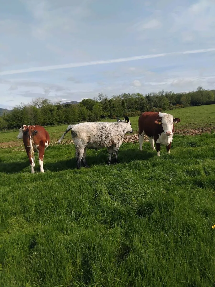 Super breeding heifers - Image 2