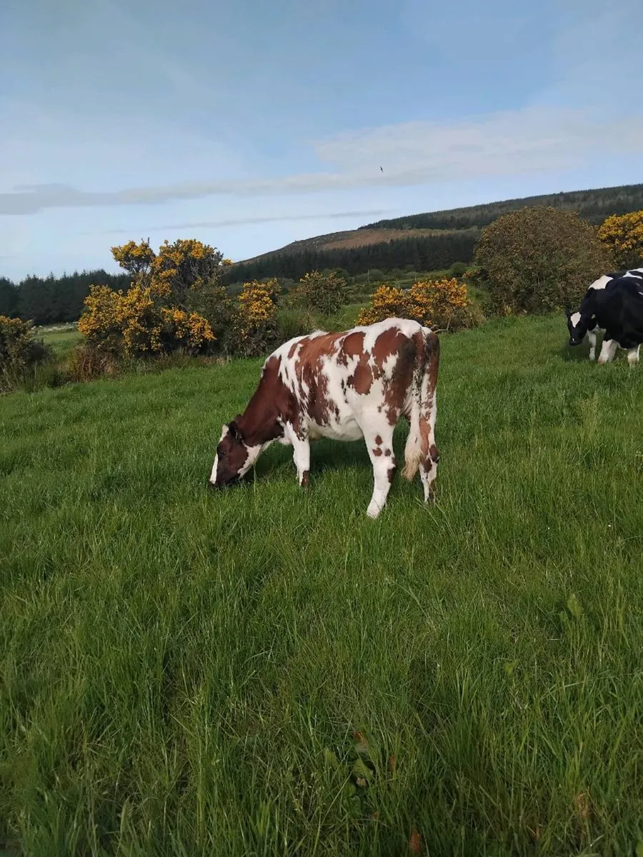 Super breeding heifers - Image 4