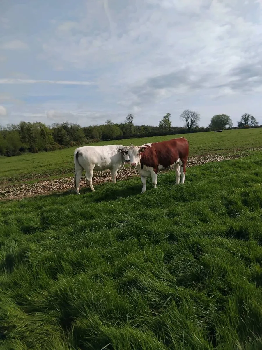 Super breeding heifers - Image 3