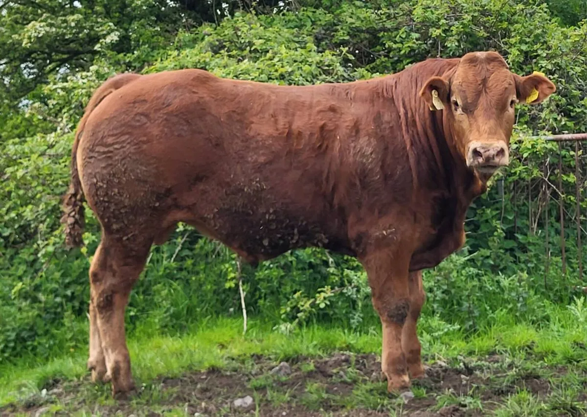 5 star PBR Limousin Bulls - Image 2