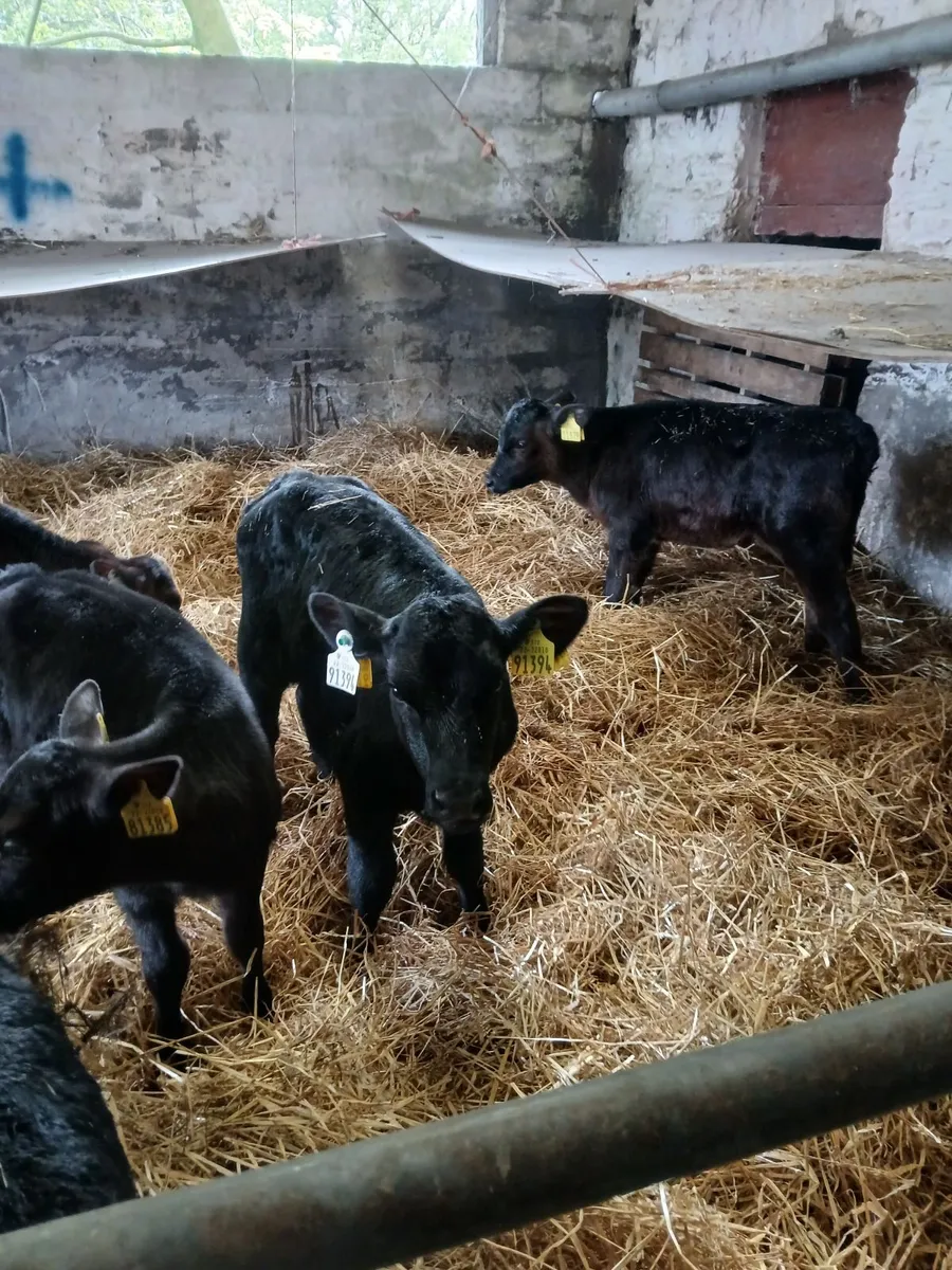 High Ebi crossbred heifer calves - Image 1