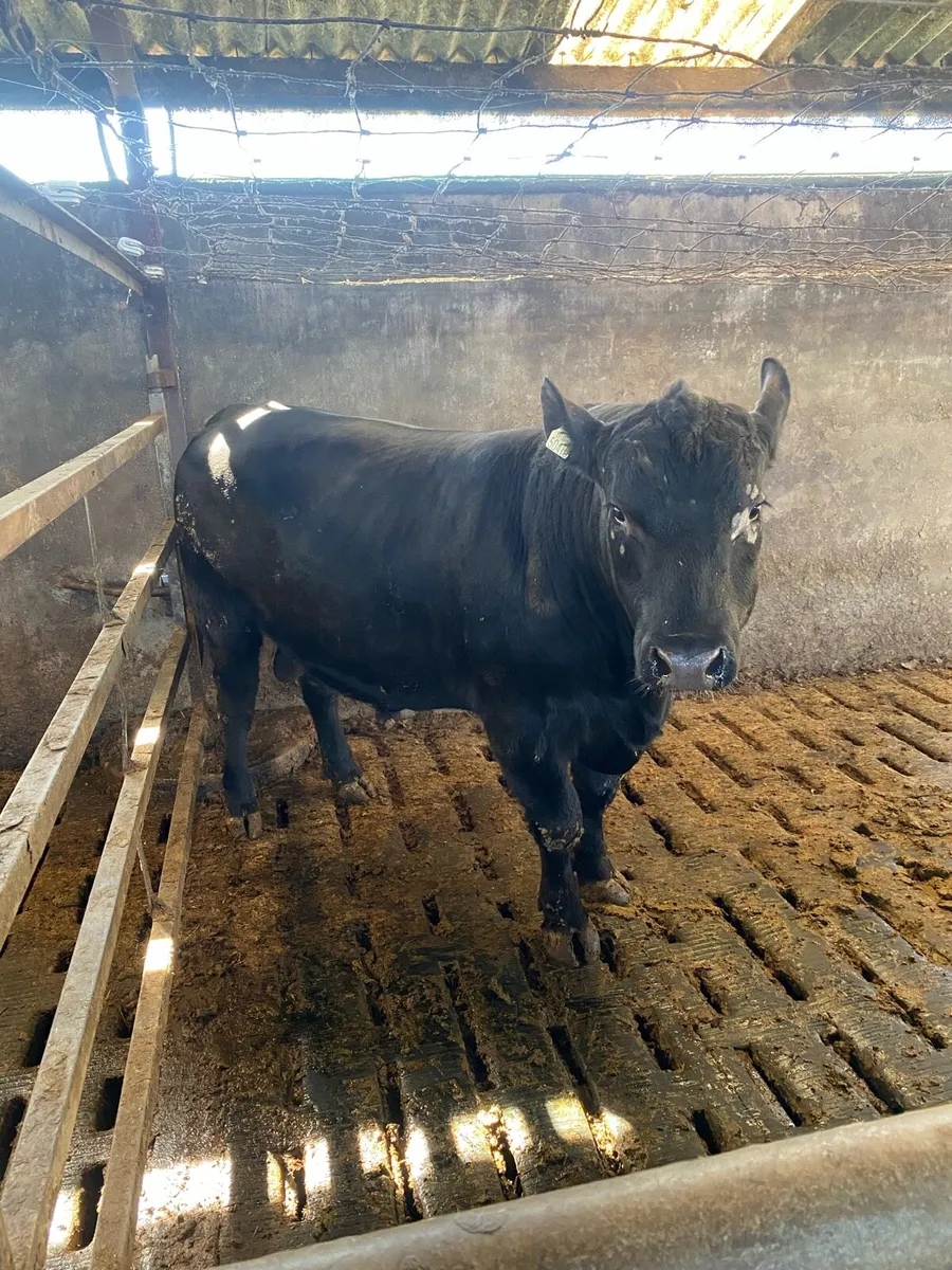 Angus bull - Image 2