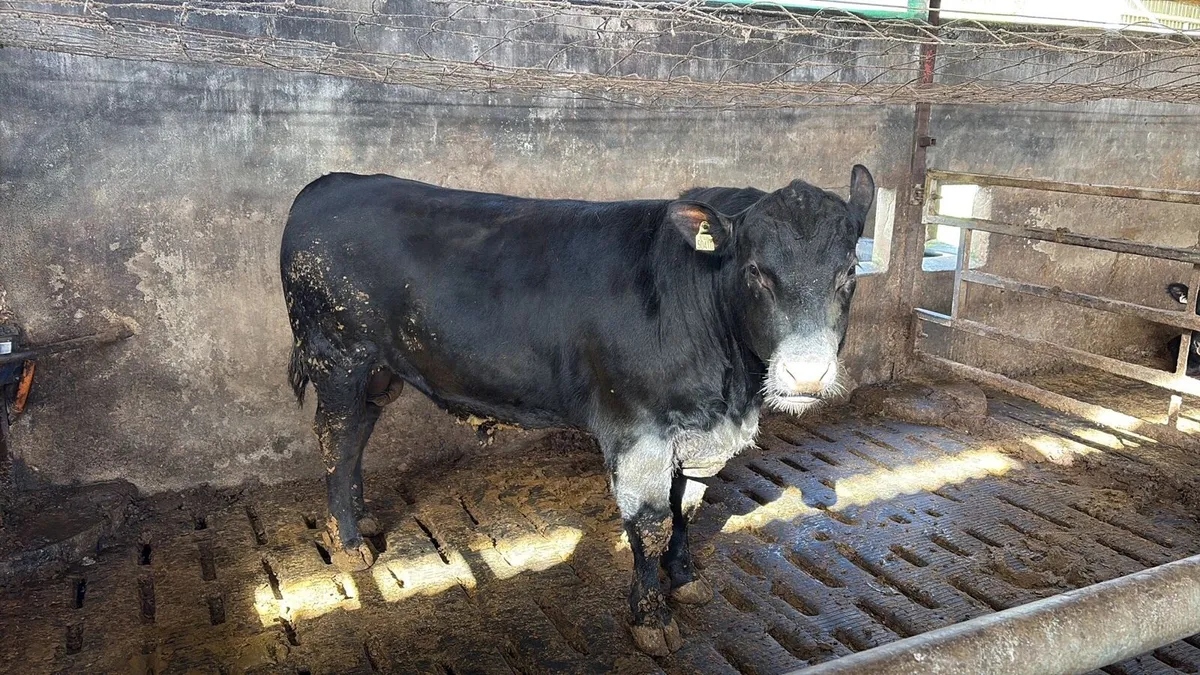 Angus bull - Image 3