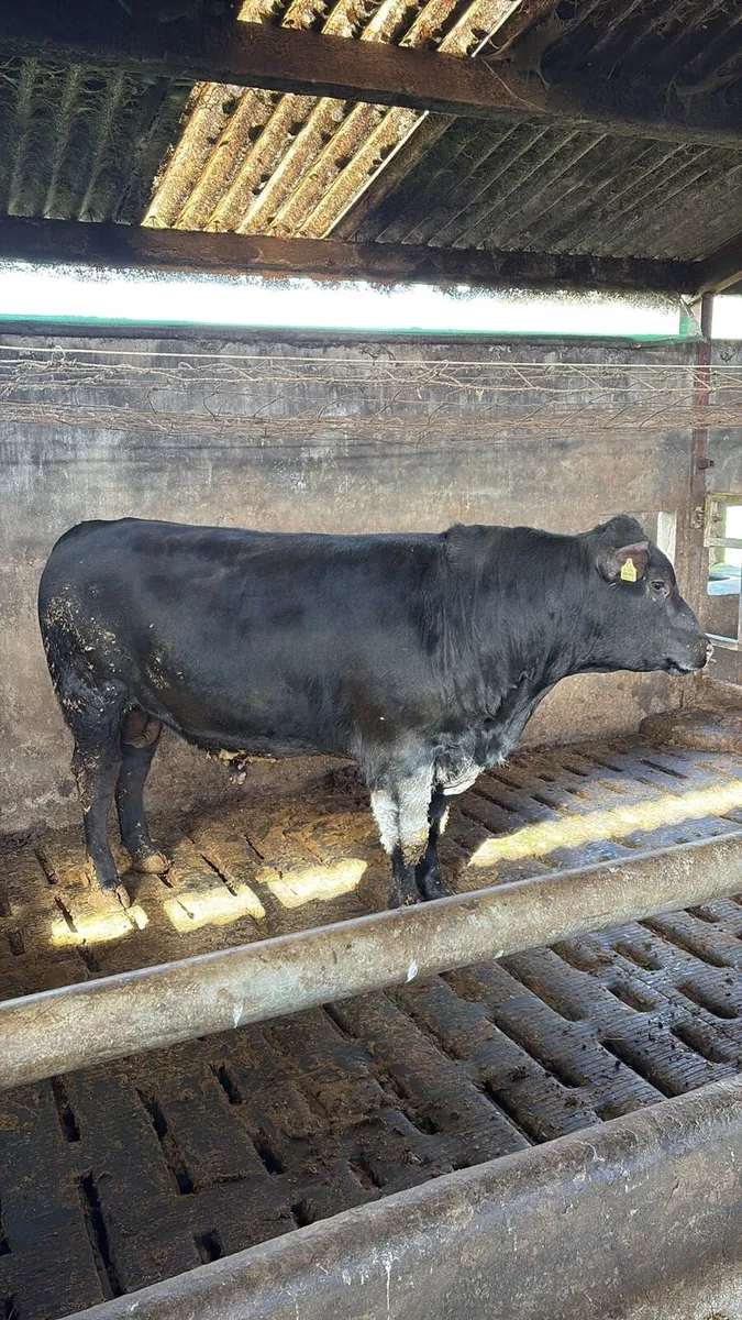 Angus bull - Image 4