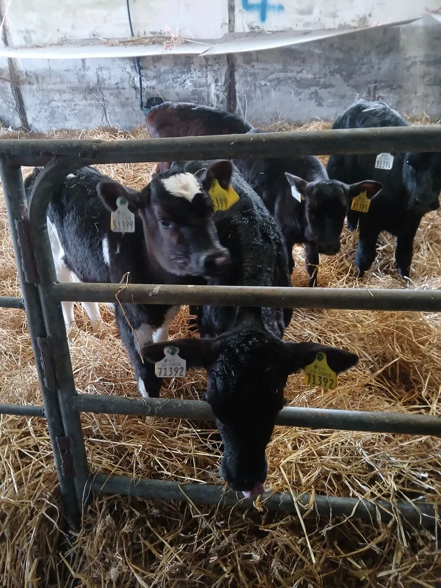 High Ebi crossbred heifer calves - Image 2