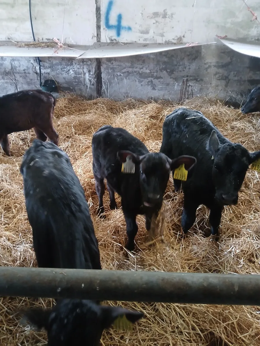 High Ebi crossbred heifer calves - Image 3