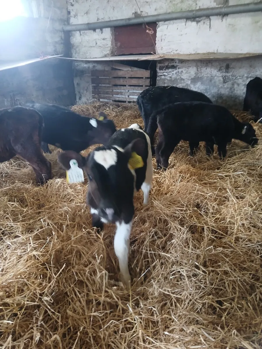 High Ebi crossbred heifer calves - Image 4
