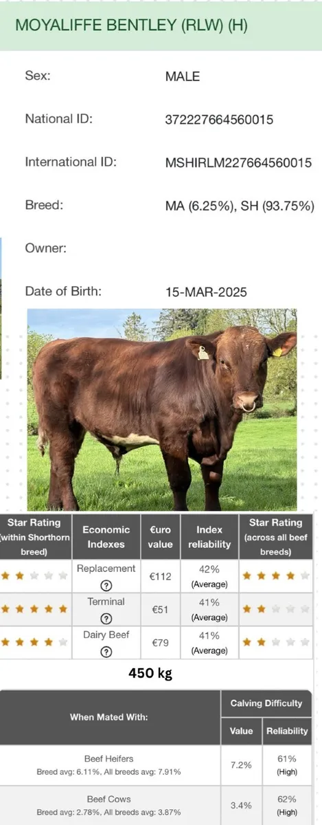 ⭐️⭐️Pedigree Shorthorn Bull⭐️⭐️ - Image 4