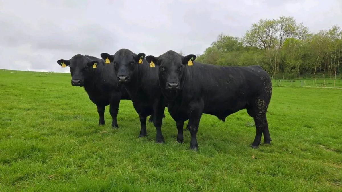 Aberdeen Angus Bull - Image 1