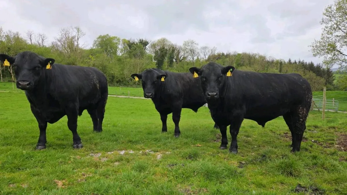 Aberdeen Angus Bull - Image 2