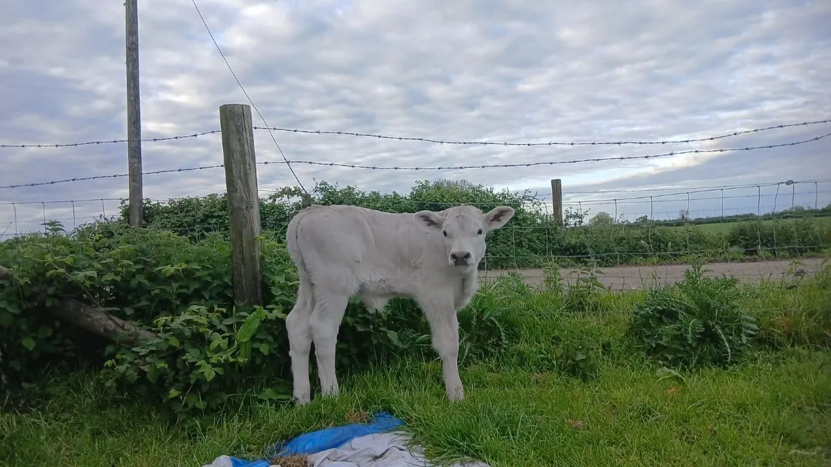 ch bull calf