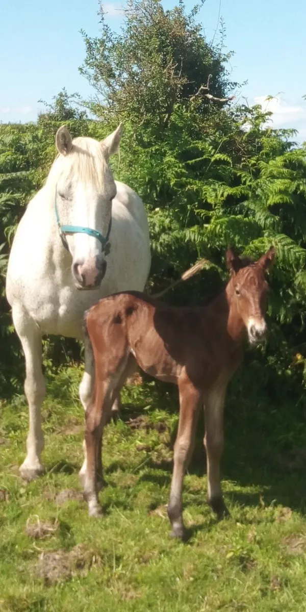 Connemara Brood Mare - Image 2