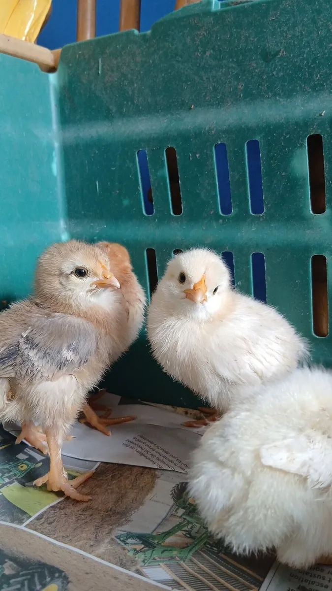 Week old chicks - Image 1