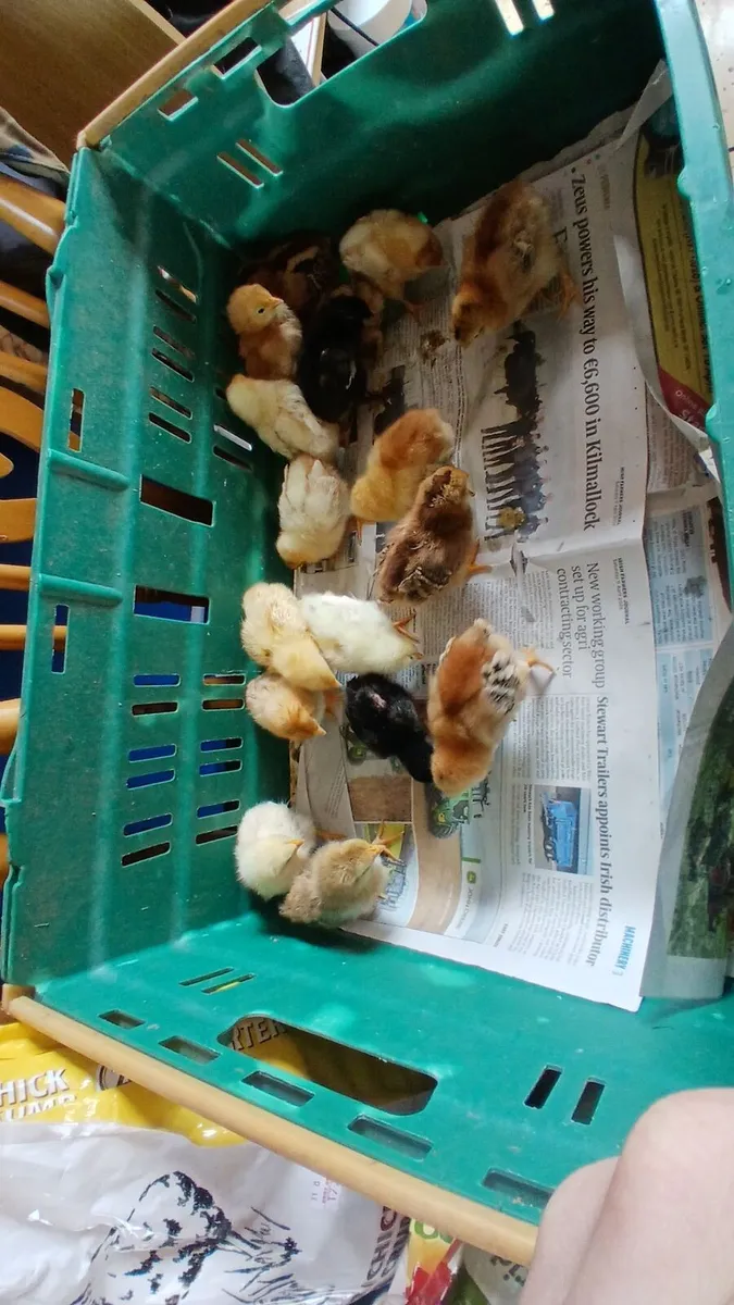 Week old chicks - Image 3