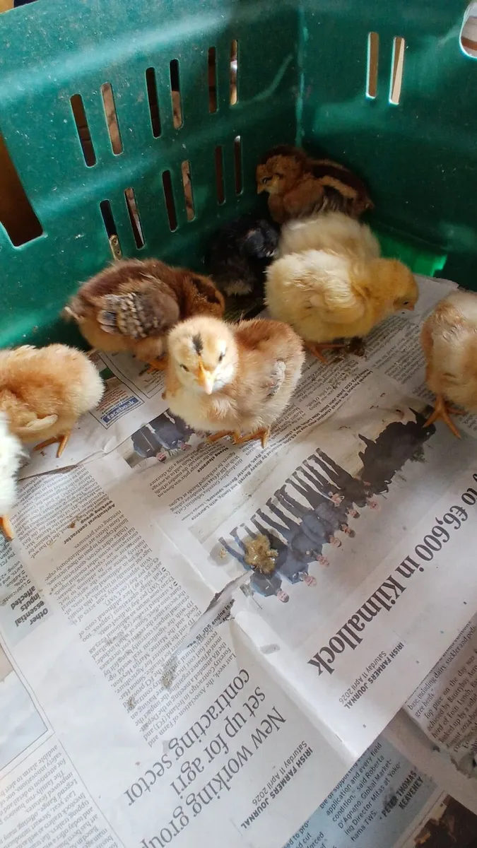 Week old chicks - Image 4