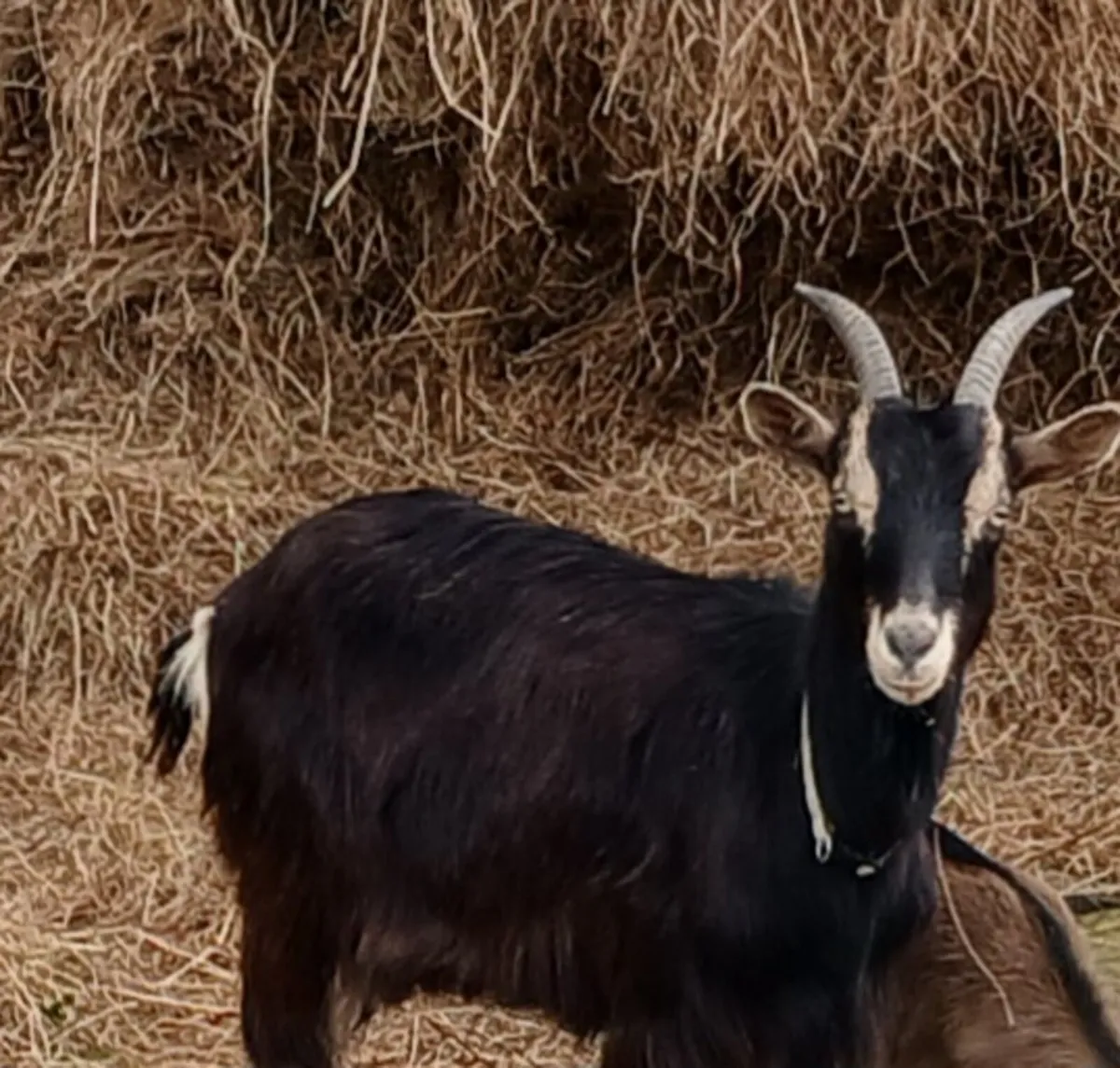 Wild Irish goat breed mum and female kid - Image 1