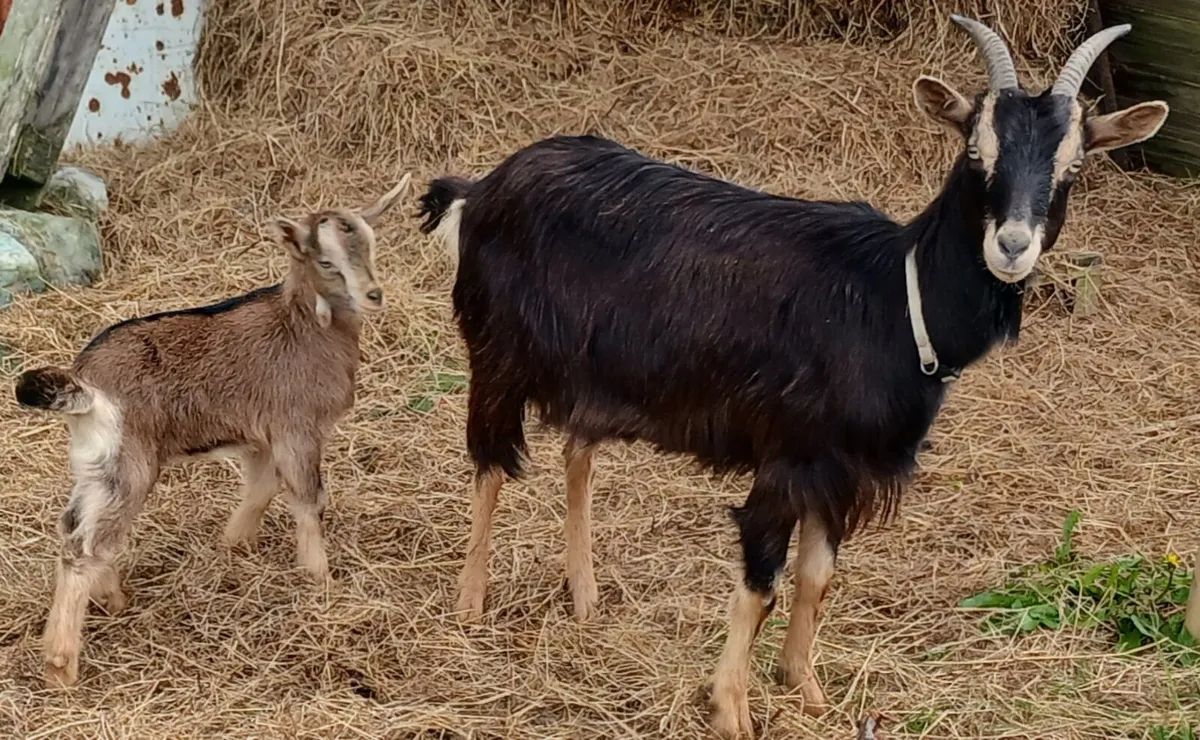 Wild Irish goat breed mum and female kid - Image 2